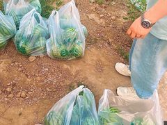 -庞各庄西瓜蔬菜采摘园·锦华瓜园
