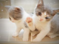 -飞行喵MR PILOT|猫舍·猫咖(静安大融城店)