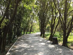 -大湾区中央湿地公园