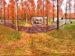 -黄海国家森林公园