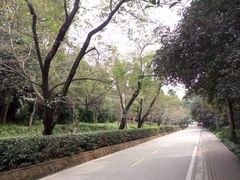 -武汉大学-樱园