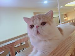 -滚猫咖啡·猫咖·猫友好撸猫(未来城店)