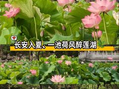 -莲湖公园