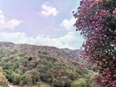 -贵州百里杜鹃风景名胜区