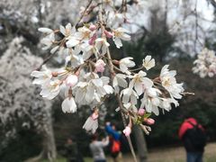 樱花-京都御所