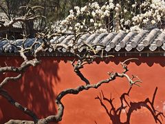 -泰山风景名胜区-普照寺