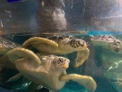 -烟台海昌鲸鲨海洋公园