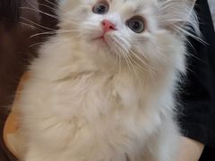 -柴迷FANS CLUB·柴犬狗咖·猫咖