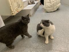 -共舞时光猫咖·狗咖(新街口店)