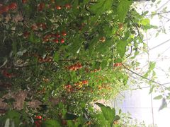 北纬44度·金珠花海景区-北纬44度·金珠花海休闲农业旅游景区