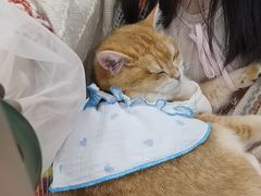 -佳雯宠物医院·皮肤科·内外科(春晓路分院)