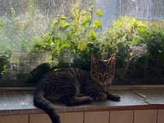 -海边的猫和咖啡馆