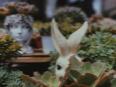 -三圣花乡旅游区