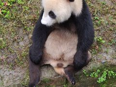 -都江堰中华大熊猫苑