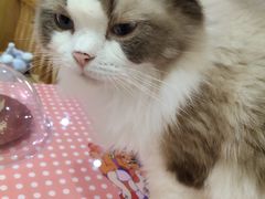 -滚猫咖啡·猫咖·猫友好撸猫(未来城店)