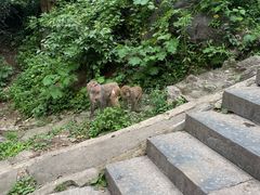 -黔灵山公园