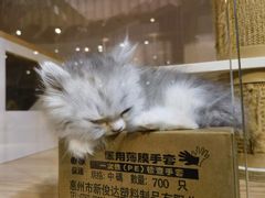 -爪爪喵星球·猫舍(卓悦中心店)