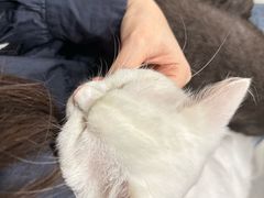 -楼上猫咖(罗湖店)