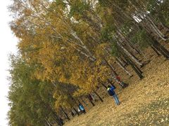 -乌兰布统景区-白桦林