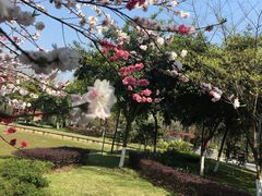 -重庆彩云湖湿地公园