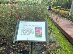 -亚龙湾国际玫瑰谷