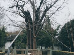 -上海佘山国家森林公园天马山园