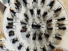 -浙江自然博物院(杭州馆)