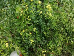 -詹记桃酥(北城世纪金源店)