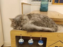 -Let's go狗咖·猫咖·奶狗·桌游(春熙路IFS店)