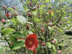 -丁山花园酒店-明园餐厅