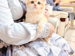 -lincat·猫舍(广州店)