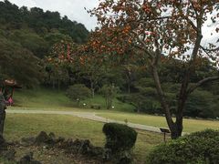 -汉拿树木园