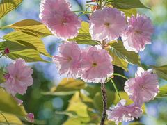 -上海吴淞炮台湾国家湿地公园