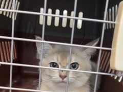 -动物缘宠物医院·骨科·猫科(西二环店)