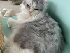 -怪兽屋·羊驼·猫咖·狗咖(俊华广场店)