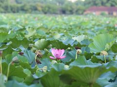 -荷塘月色湿地公园·向阳花洲