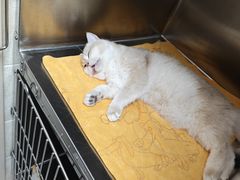 -瑞鹏宠物医院犬猫全科(真大分院)