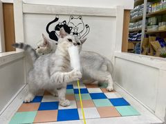 -瑞鹏宠物医院·夜间急症·心超·猫科(祖庙分店)