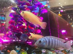 -新辉港式茶餐厅(北栅店)