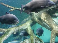 -上海海洋水族馆-停车场