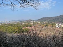 -香雪海