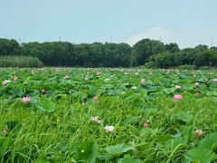 -荷塘月色湿地公园·向阳花洲