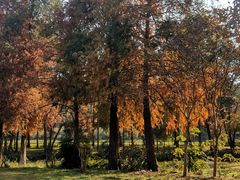 -南宁良凤江国家森林公园