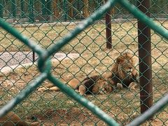 -鄂尔多斯野生动物园