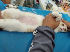 -瑞派·关忠动物医院·猫专科·犬专科(三环新城店)