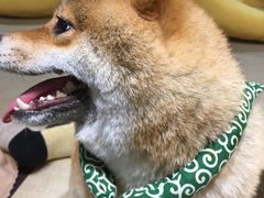 -逗柴咖啡屋·狗咖猫咖宠物桌游