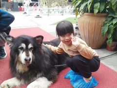 -more than meow吴止猫主题餐厅(承德 中船汇店)