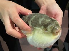 -肆月河豚·淮扬菜·湘菜(华天店)