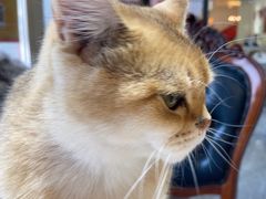 -猫小院猫主题餐厅(南锣旗舰店)