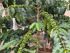 -Torch Coffee 炬点咖啡